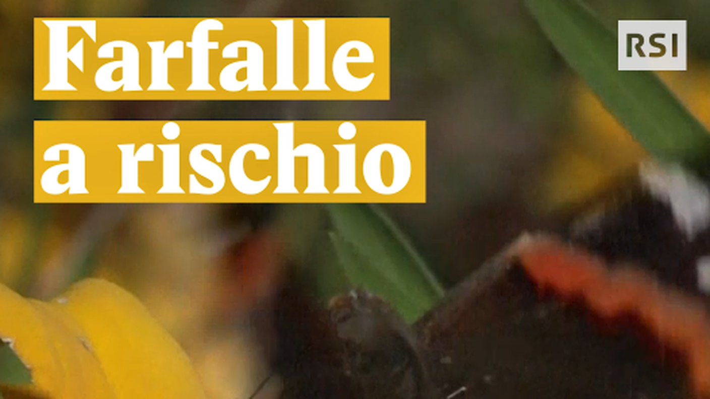La storia del bircher