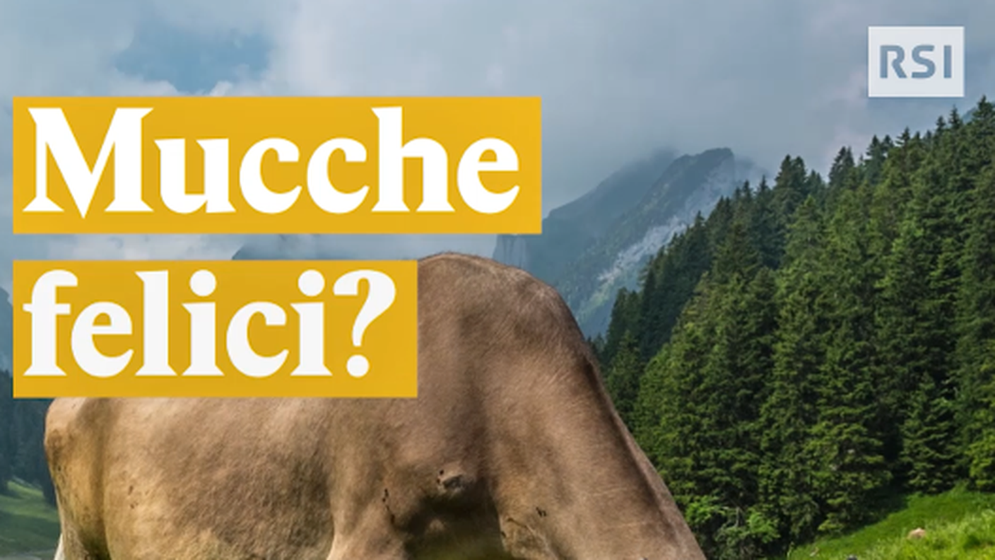 Mucche con corna, mucche felici?