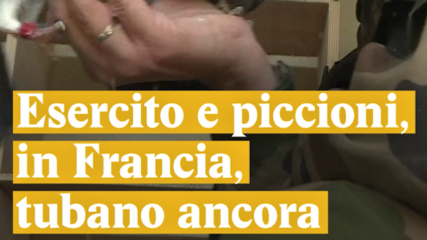 Un esercito di piccioni