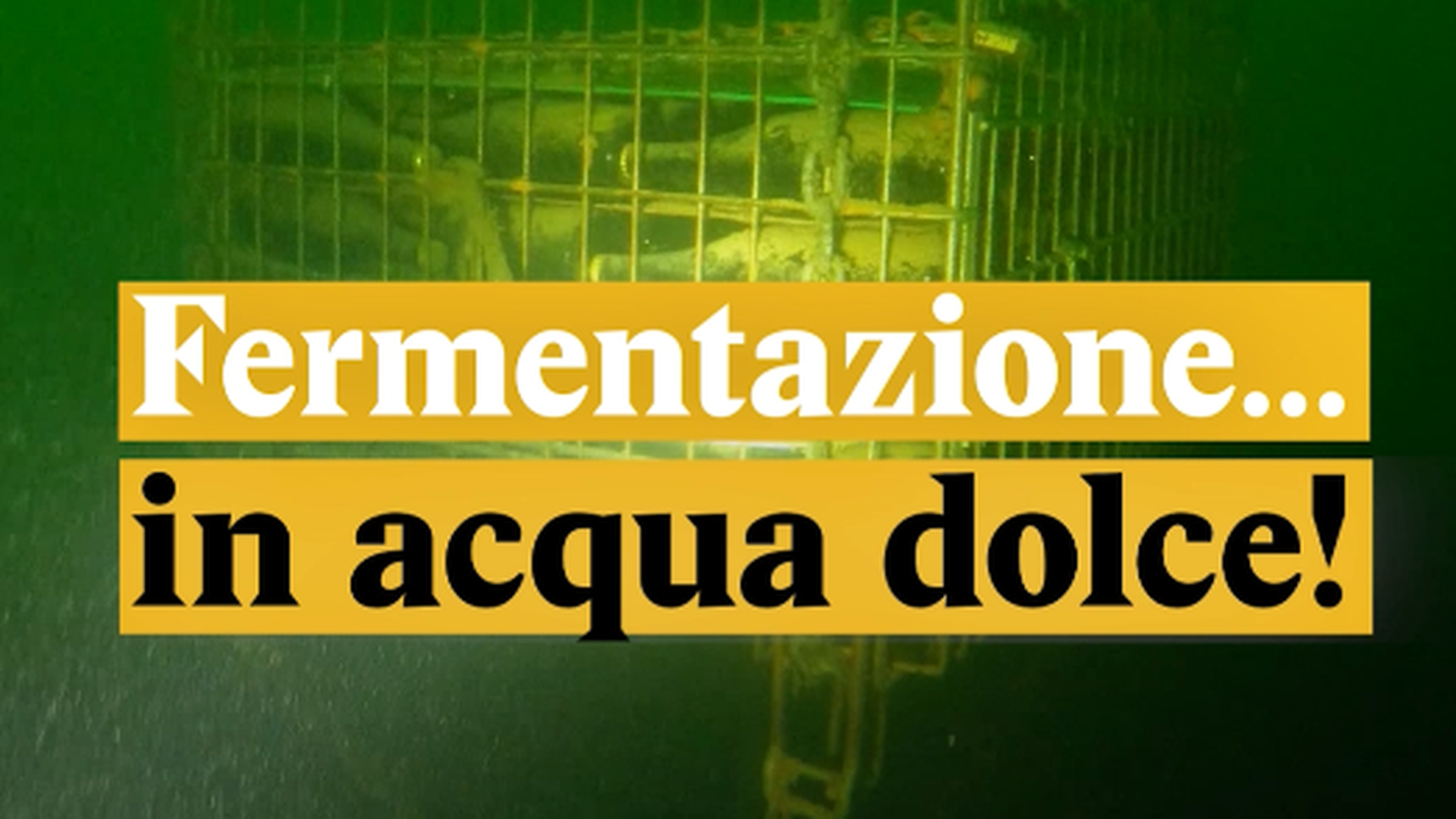 Fermentazione nel Ceresio