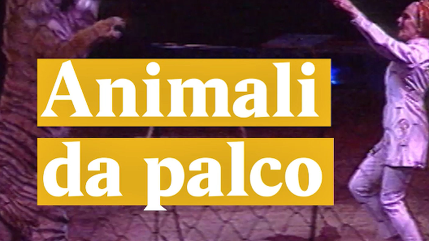 Gli animali sono in scena