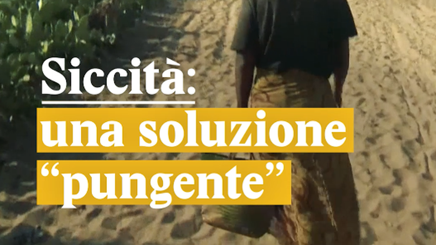 Cactus contro la siccità