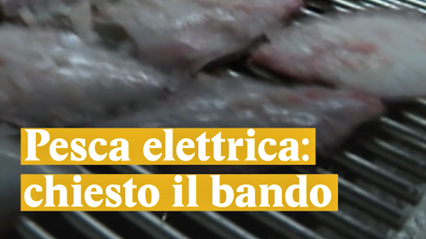 Pesca elettrica: chiesto il bando