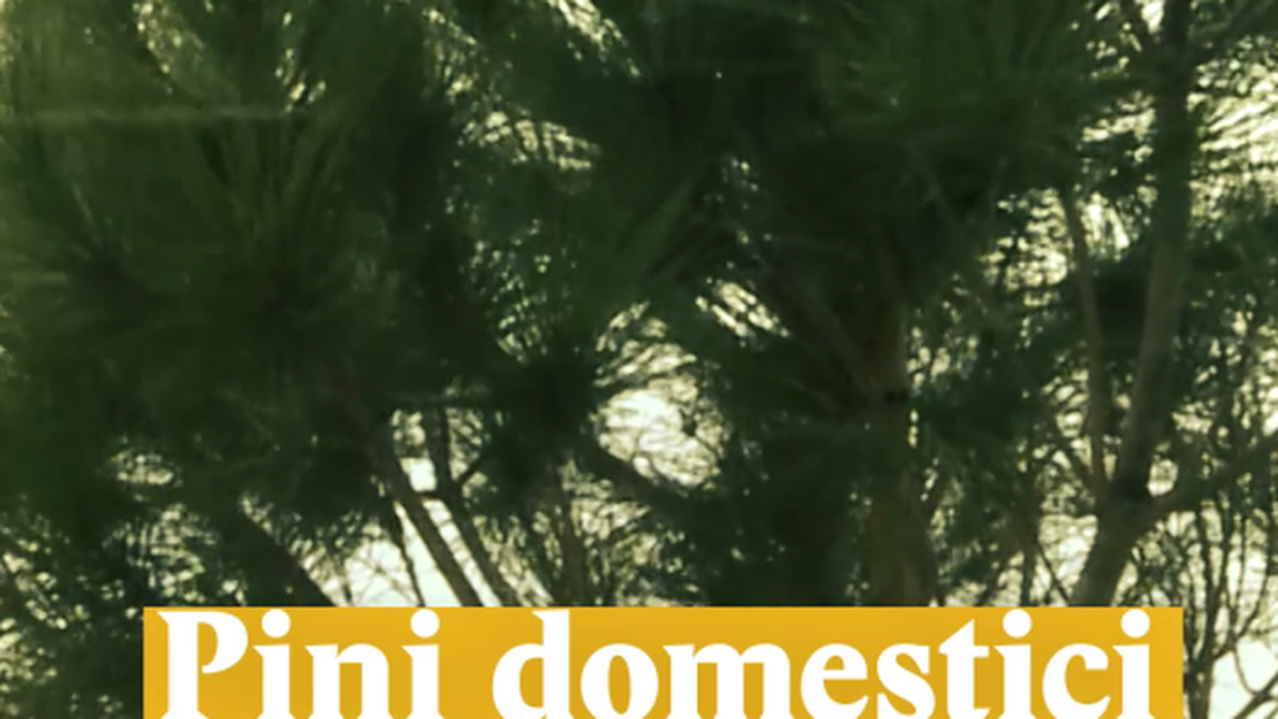 Pini domestici in riva al lago