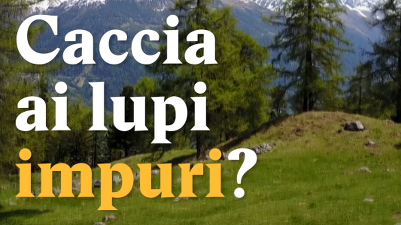 Schermata 2018-05-25 alle 13.26.31.png