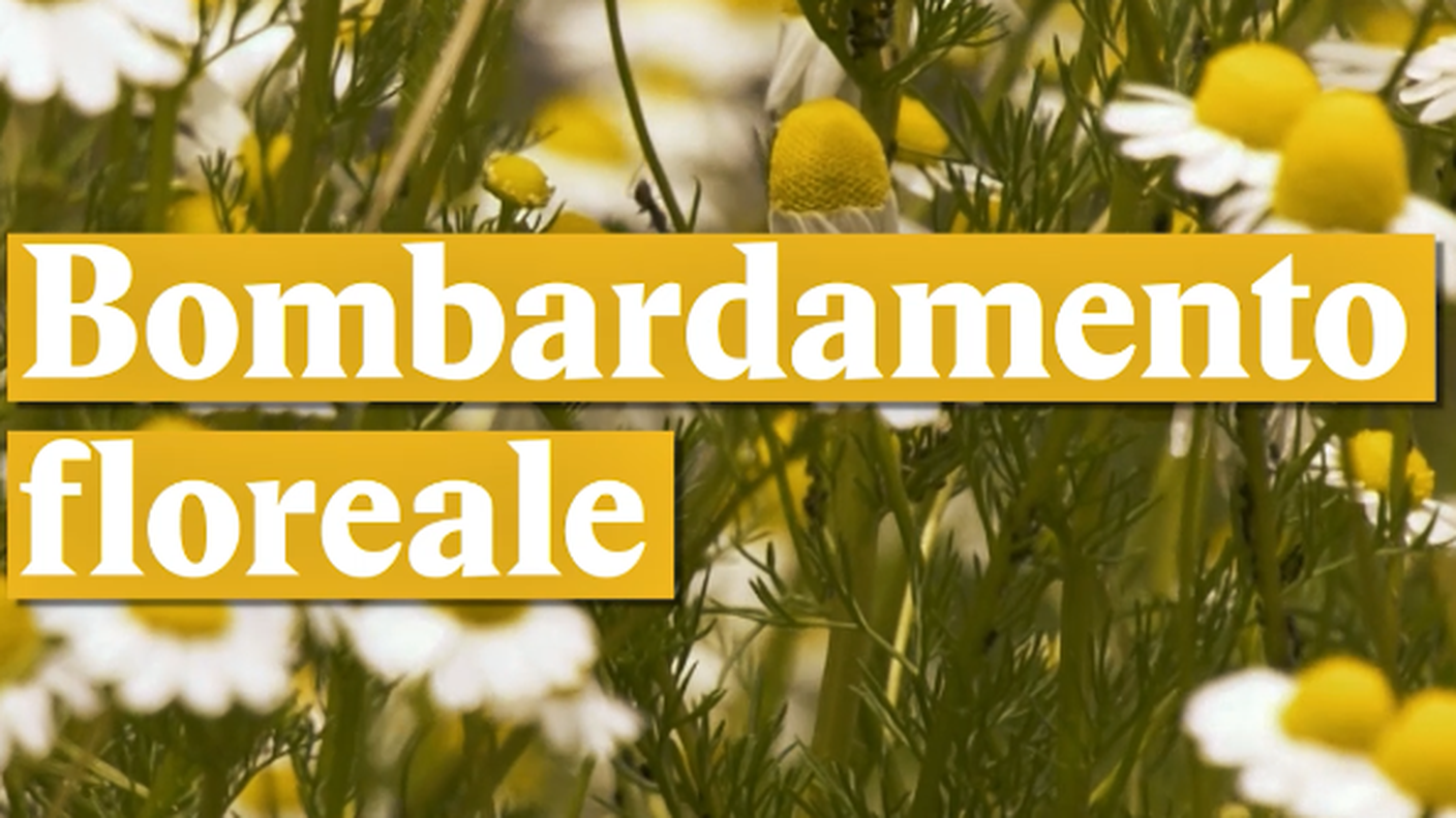 Bombardamento floreale
