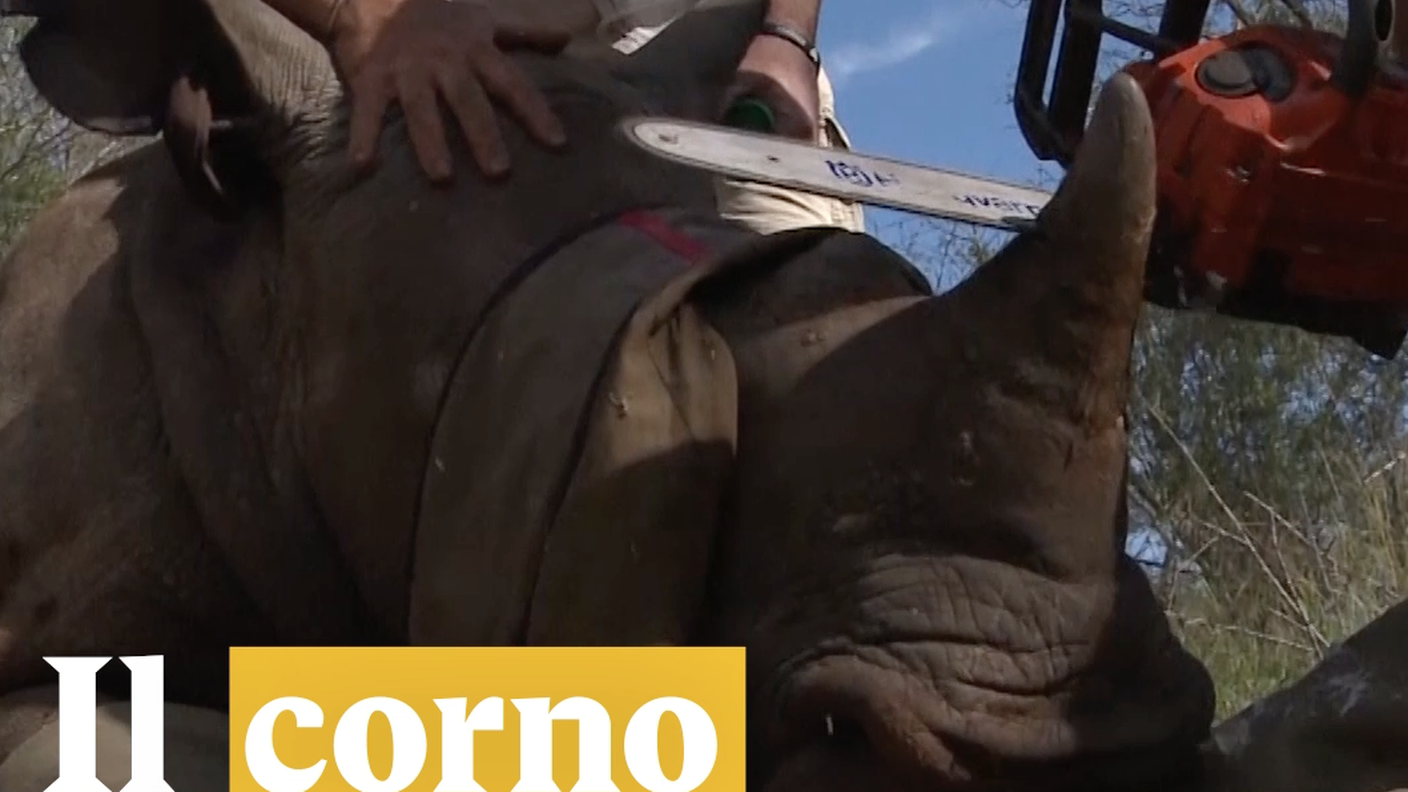 CORNO