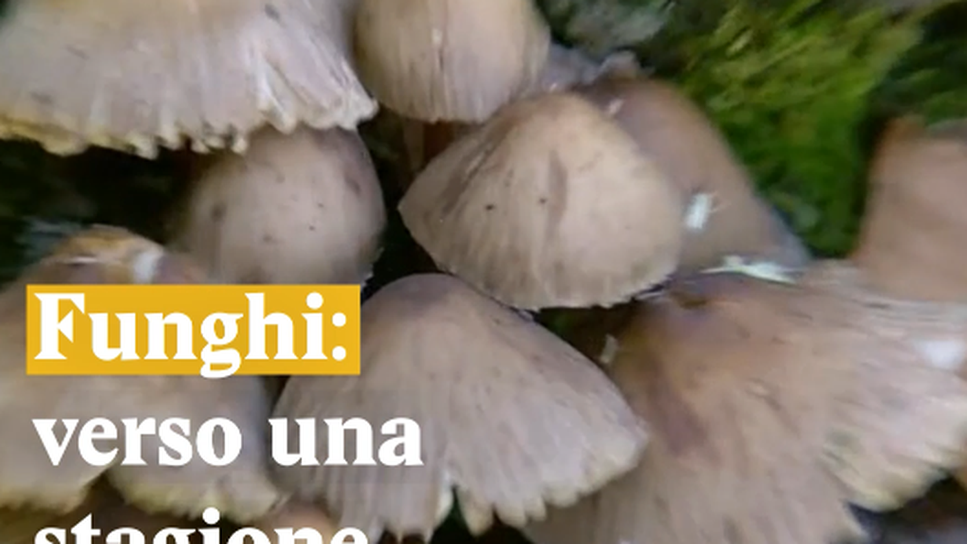 Funghi: verso una stagione fallimentare?