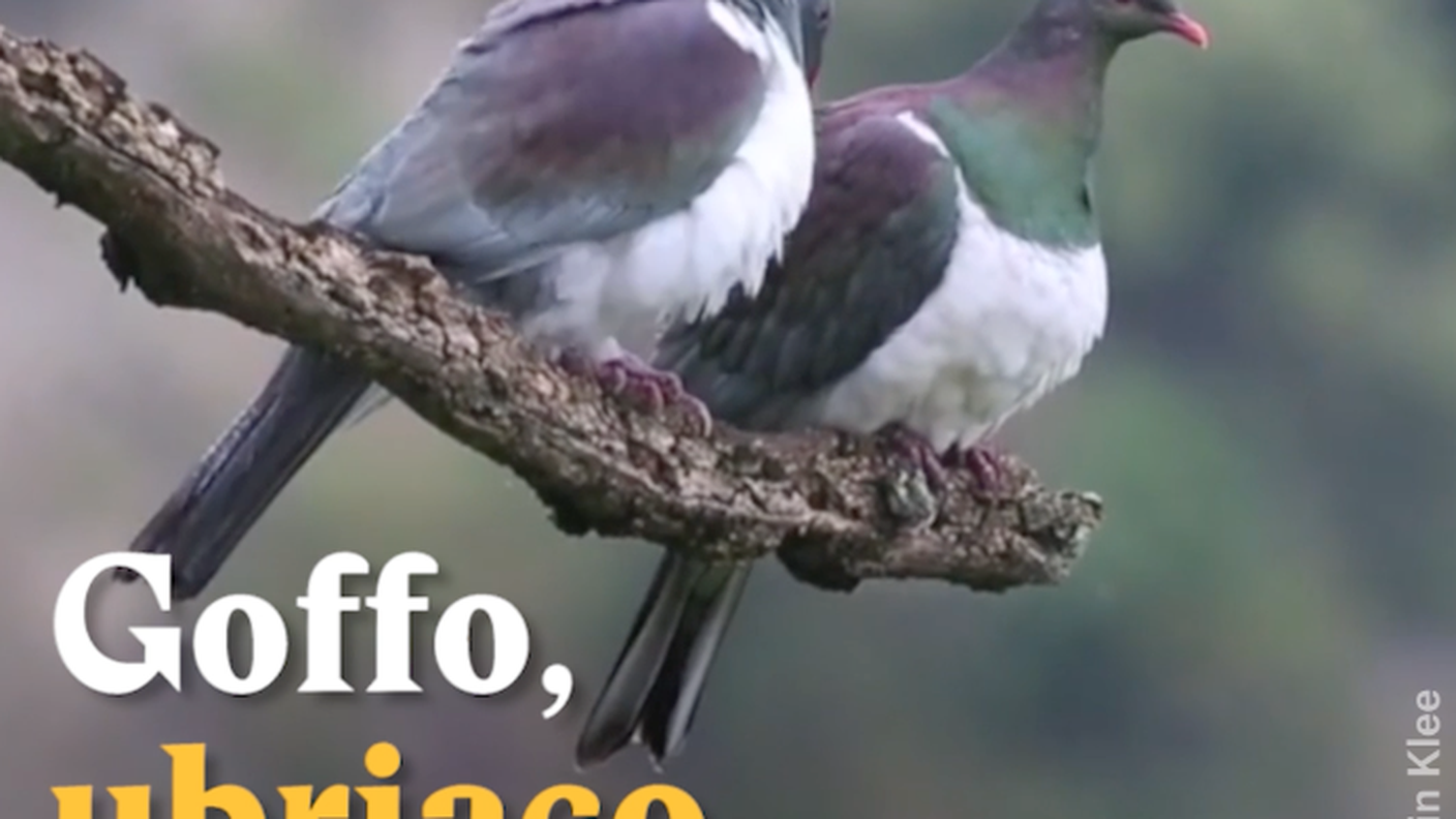 Goffo, ubriaco e goloso