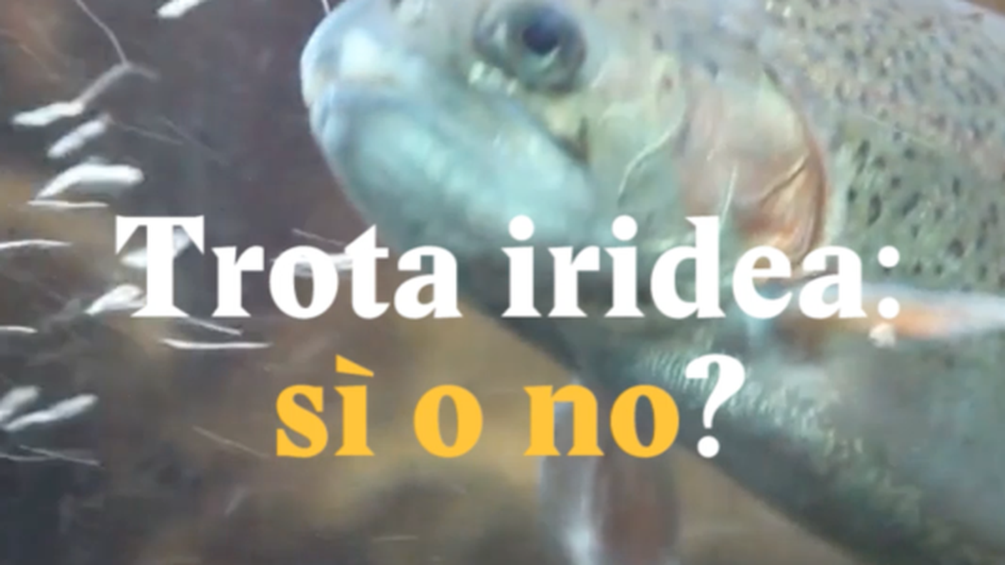Schermata 2018-11-05 alle 16.59.43.png