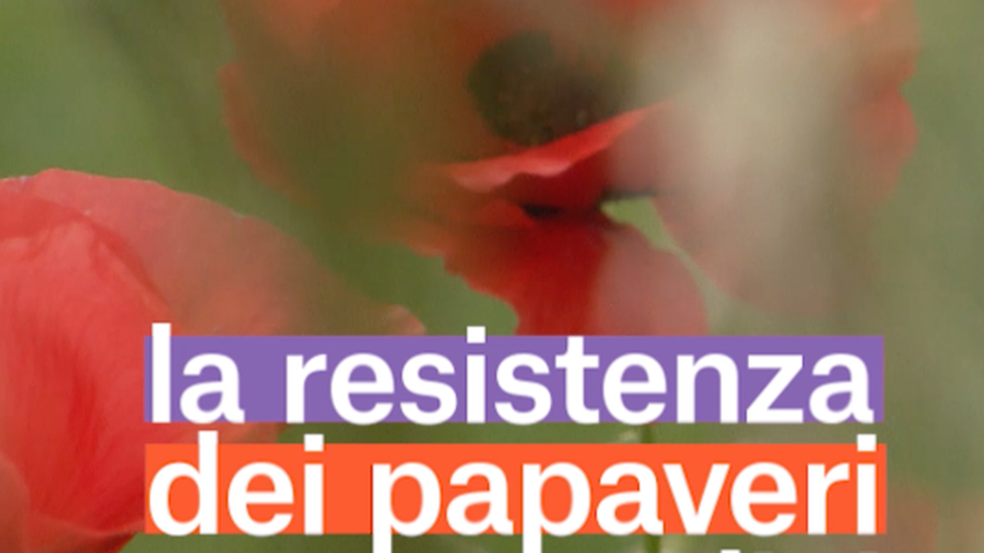 Schermata 2019-02-25 alle 17.06.44.png