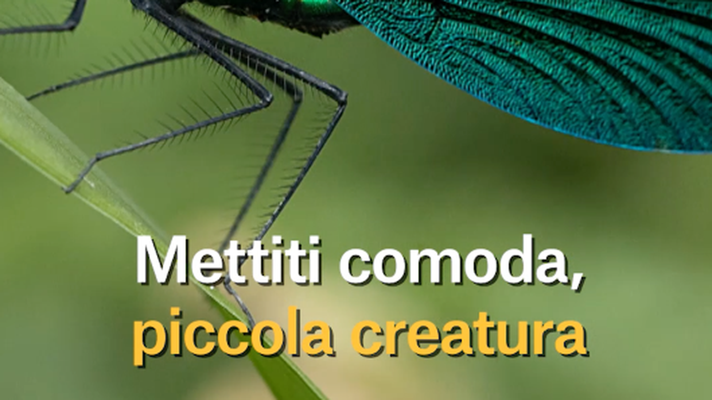 Schermata 2019-03-26 alle 17.29.41.png