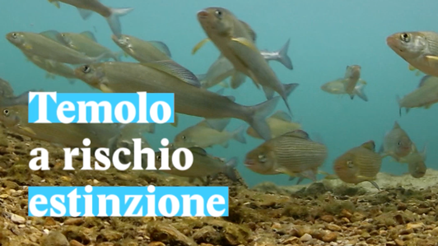 Schermata 2019-06-12 alle 16.43.45.png