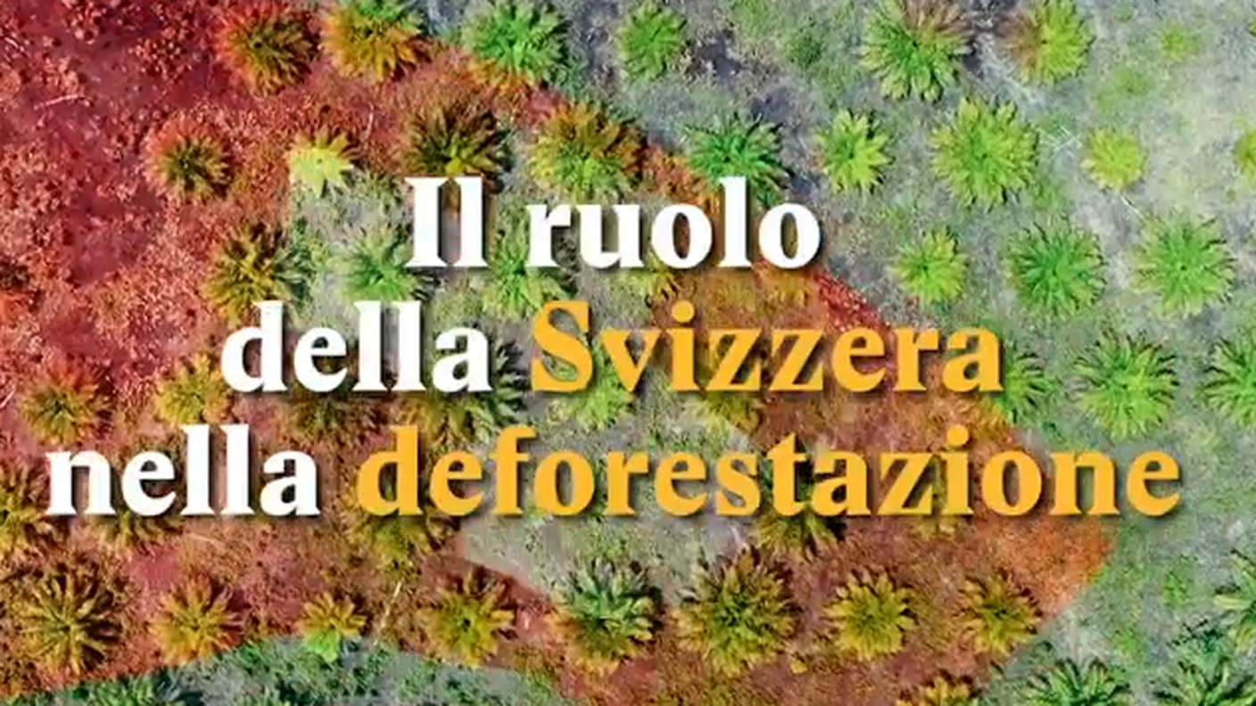 deforestazione