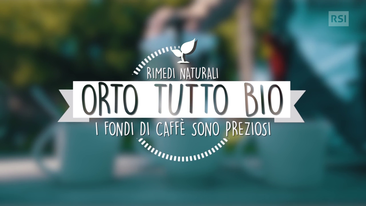 Fondi di caffè per i pomodori dell'orto