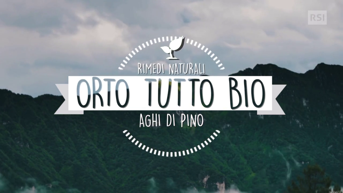 Aghi di pino per fragole e mirtilli nell'orto