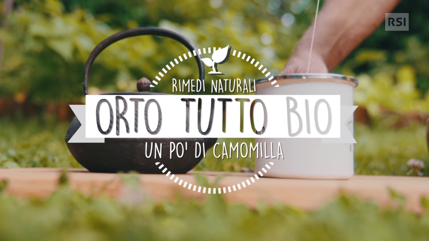 I pregi della camomilla nell'orto