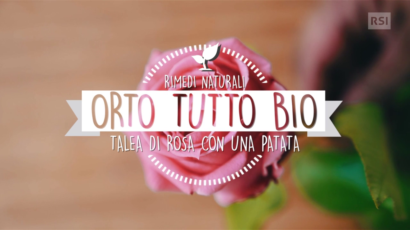 Talea di rosa con patata