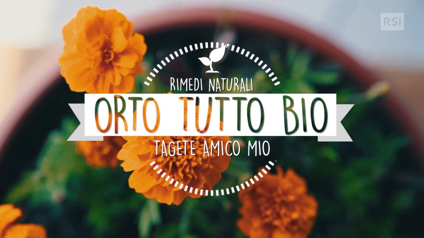 Tagete fiore amico dell'orto