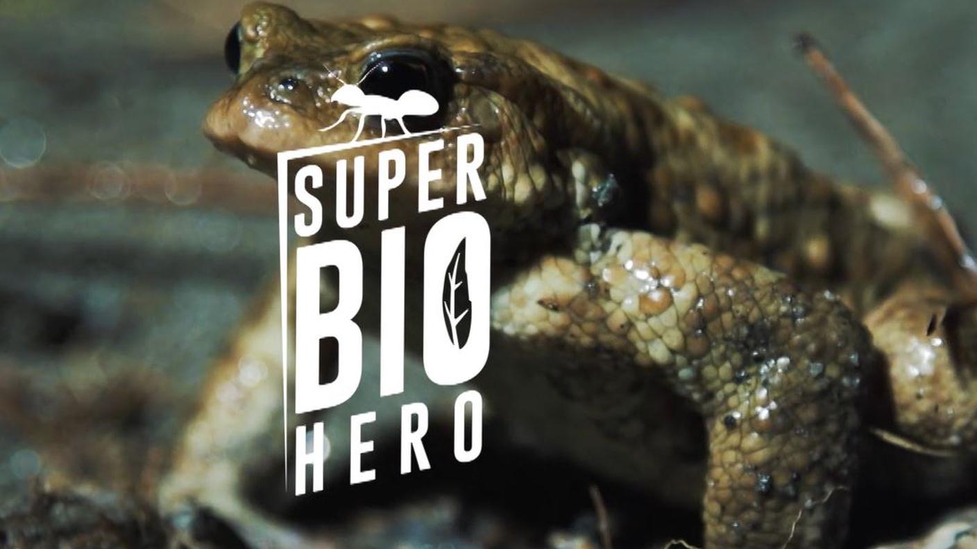 Girino e Gerride - Super Bio Hero