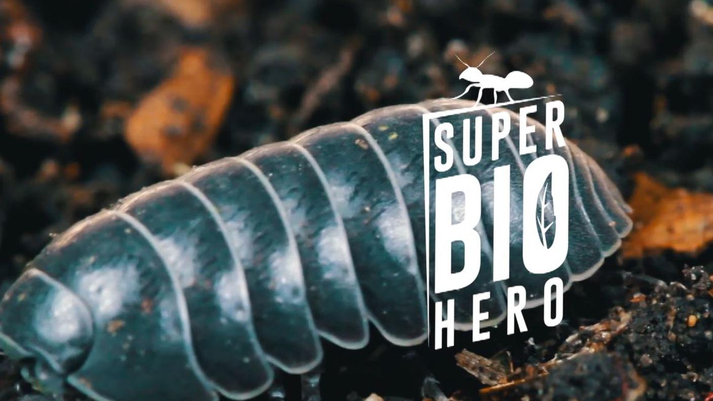 Porcellino di terra e Scarabeo Stercorario - Super Bio Hero