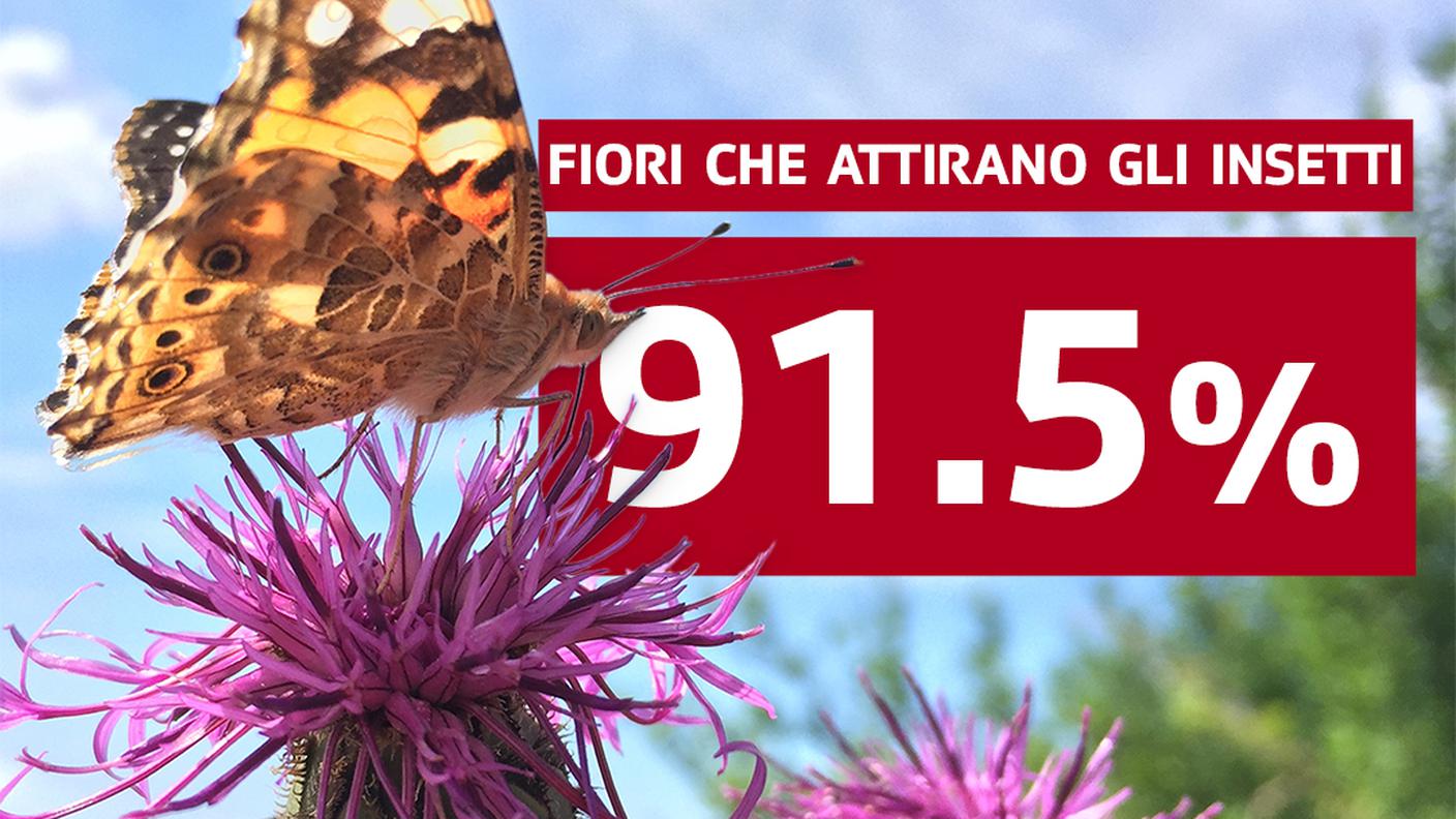 Fiori che attirano gli insetti