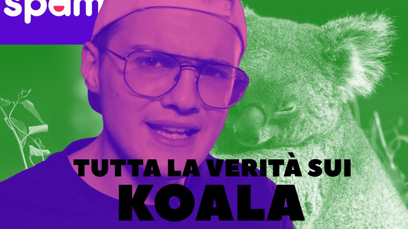 TUTTA LA VERITÀ SUI KOALA