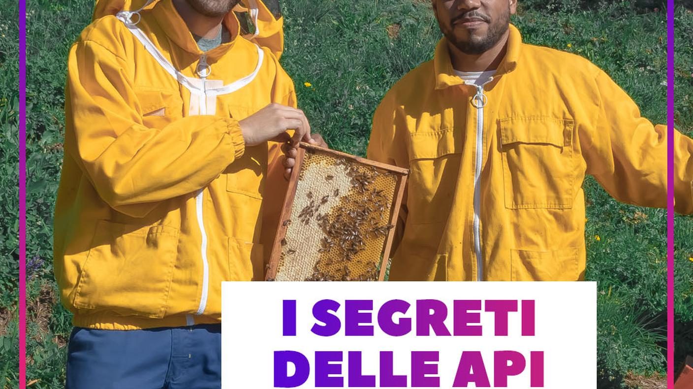 Spam apicoltori